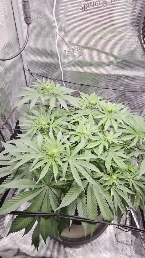 Royal Special Queen the First