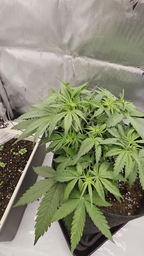 First Purple Lemonade 🍋