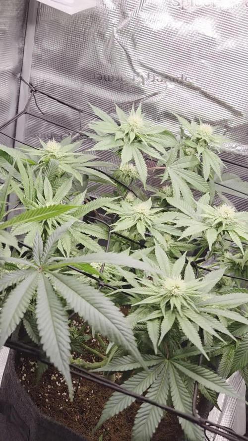 Royal Special Queen the First