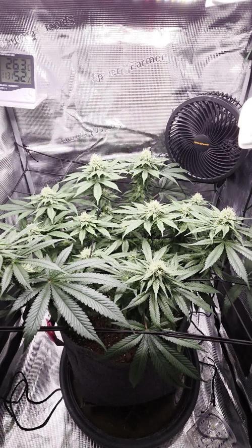 Royal Special Queen the First