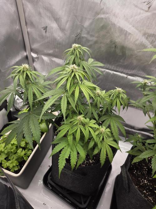 First Purple Lemonade 🍋. Week 6