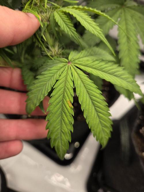 First Purple Lemonade 🍋. Week 6