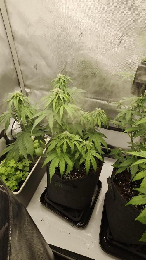 First Purple Lemonade 🍋