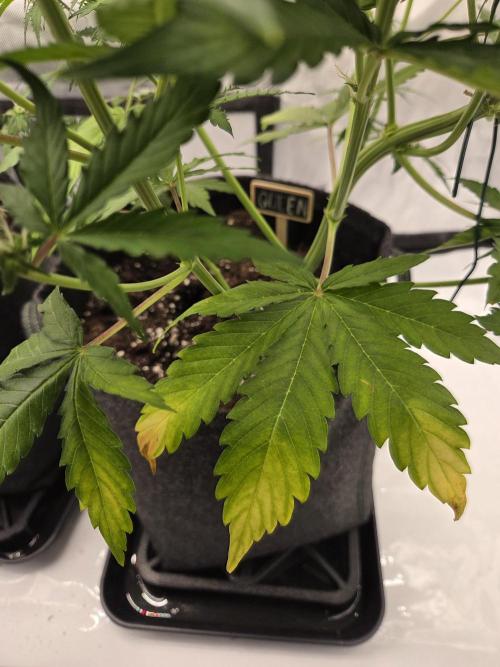 Purple Royalty 👑. Week 6