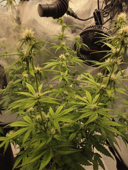 Purple Royalty 👑. Week 6