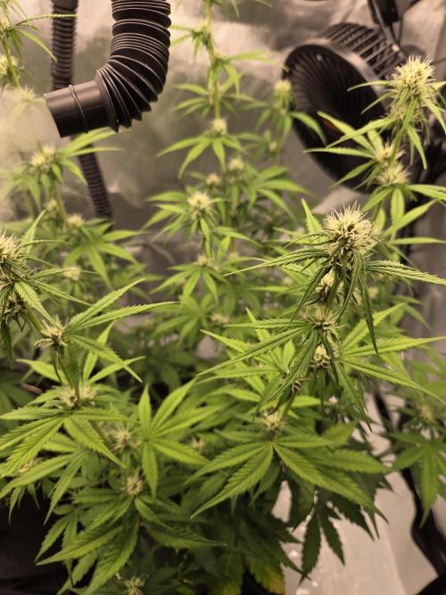 Purple Royalty 👑. Week 6