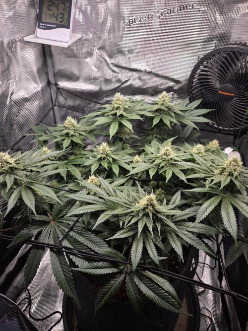 Royal Special Queen the First. Week 12