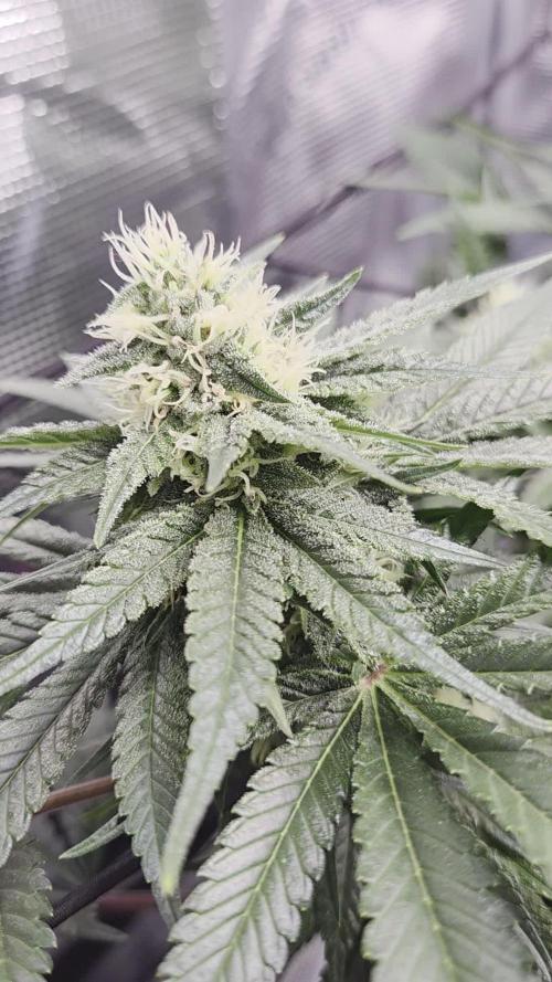 Royal Special Queen the First