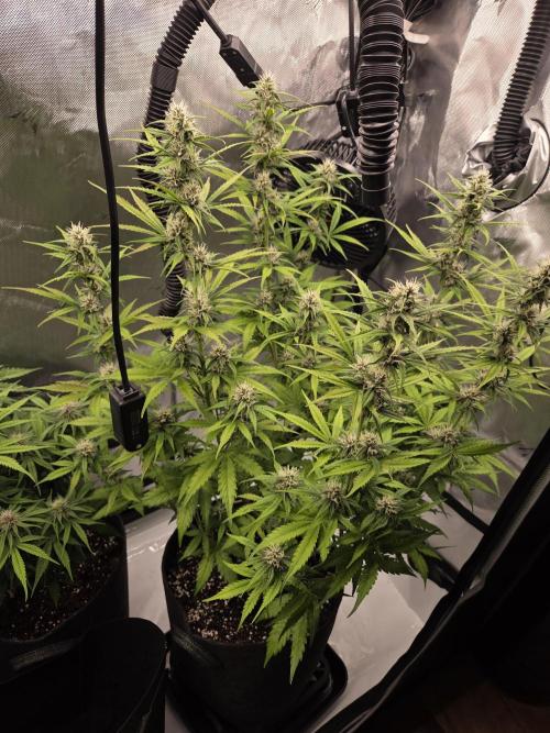 Purple Royalty 👑. Week 7