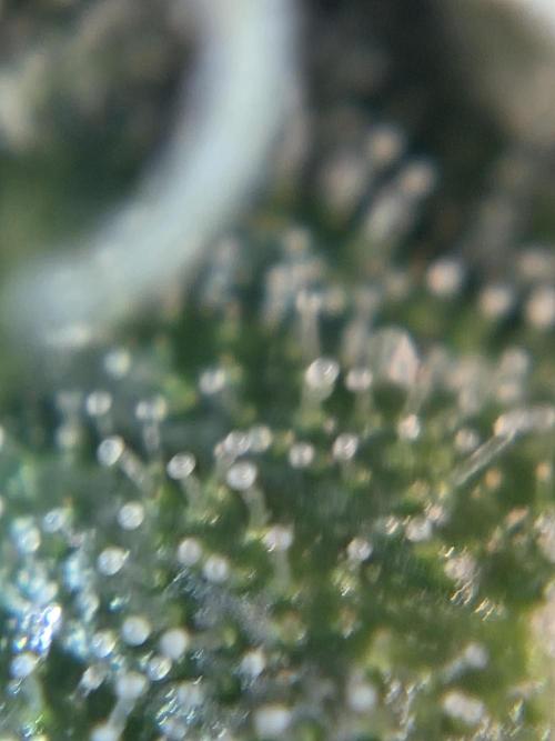 Purple Royalty 👑. Week 7