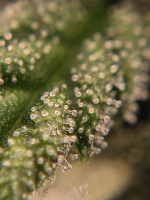 Purple Royalty 👑. Week 7