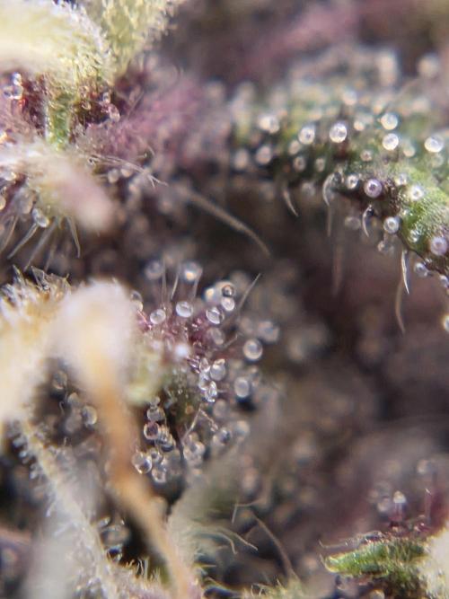 First Purple Lemonade 🍋. Week 7