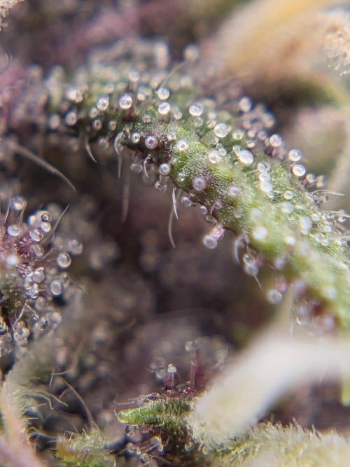 First Purple Lemonade 🍋. Week 7