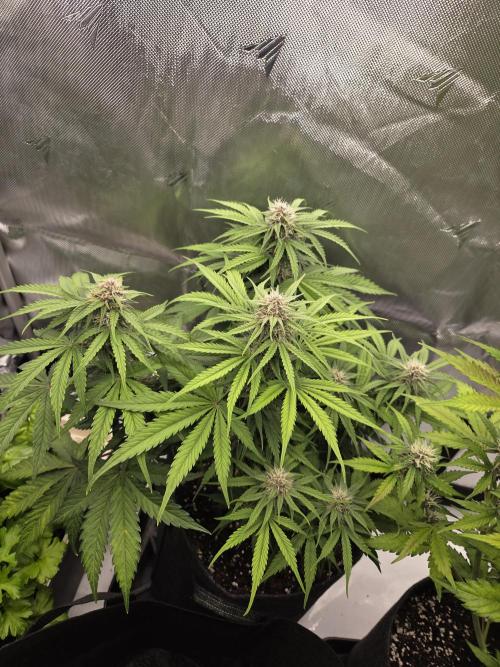 First Purple Lemonade 🍋. Week 7