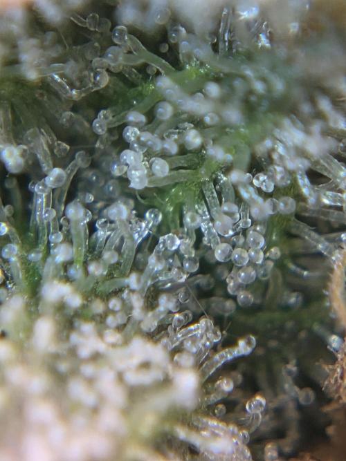 Royal Special Queen the First. Week 13