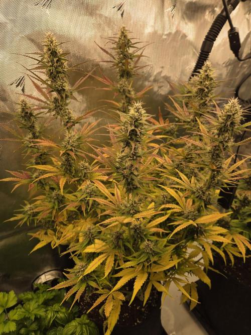 Purple Royalty 👑. Week 8