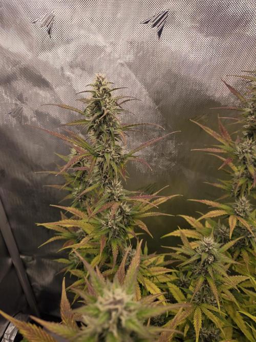 Purple Royalty 👑. Week 8