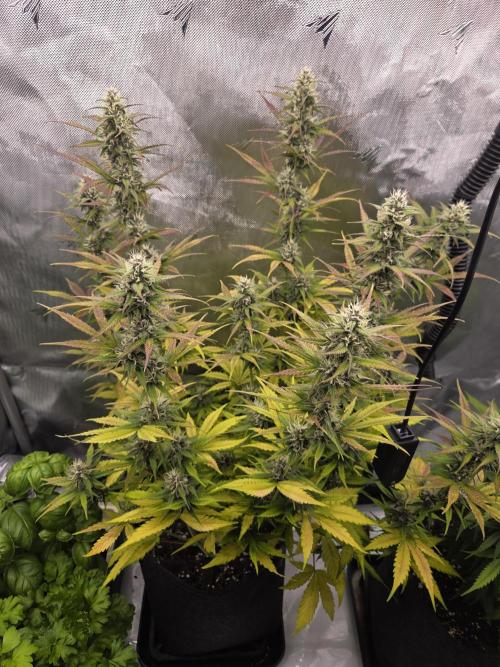 Purple Royalty 👑. Week 8