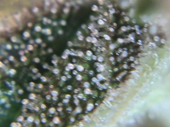 Purple Royalty 👑. Week 8