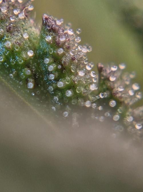 Purple Royalty 👑. Week 8