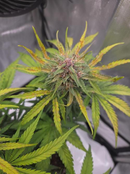 First Purple Lemonade 🍋. Week 8