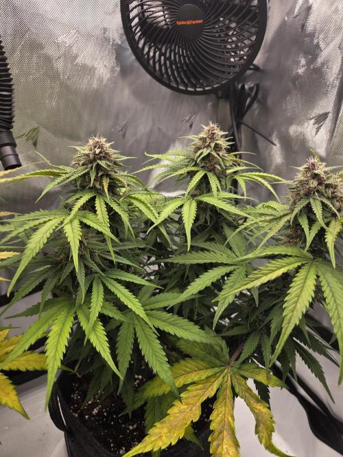 First Purple Lemonade 🍋. Week 8