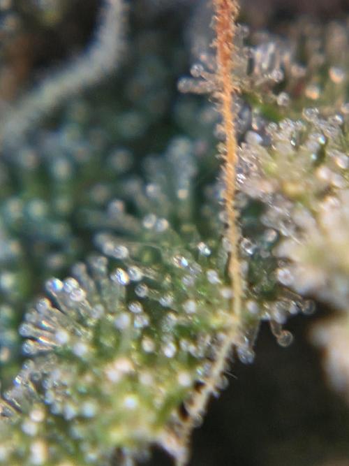 First Purple Lemonade 🍋. Week 8