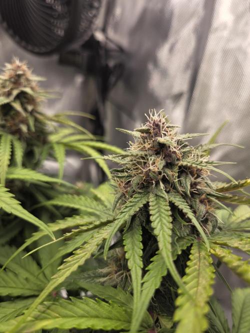 First Purple Lemonade 🍋. Week 8