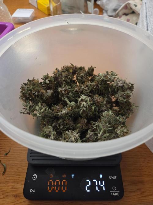 First Purple Lemonade 🍋. Week 9