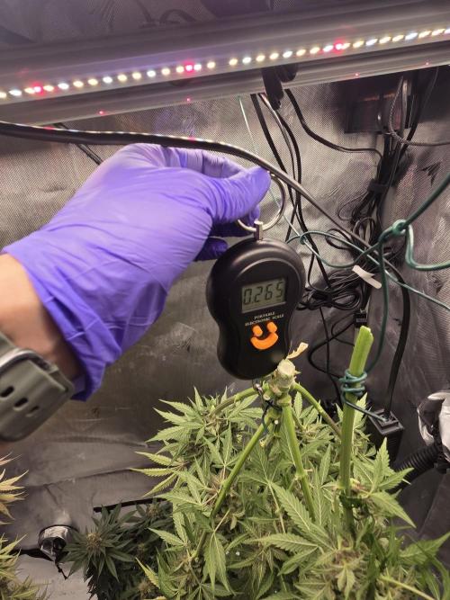 First Purple Lemonade 🍋. Week 9