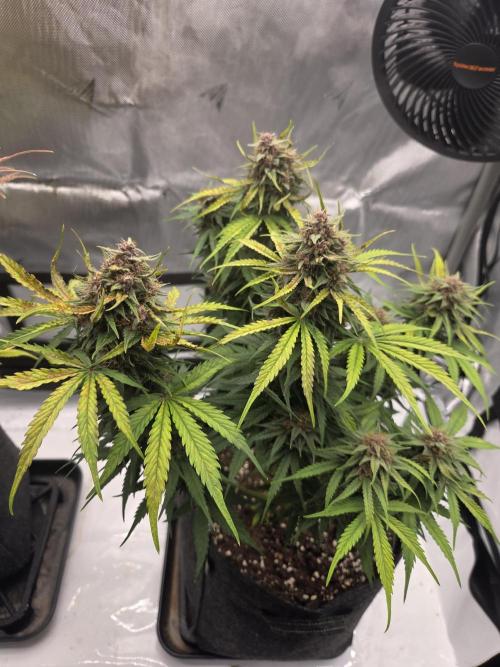 First Purple Lemonade 🍋. Week 9