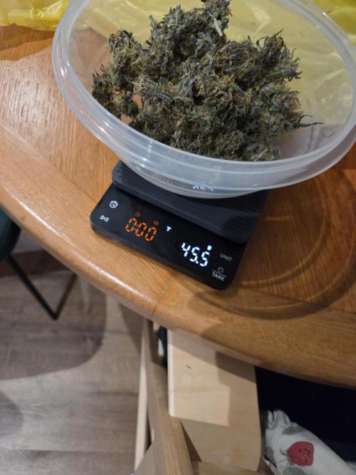 Royal Special Queen the First. Week 14