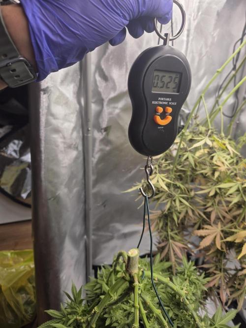 Royal Special Queen the First. Week 14