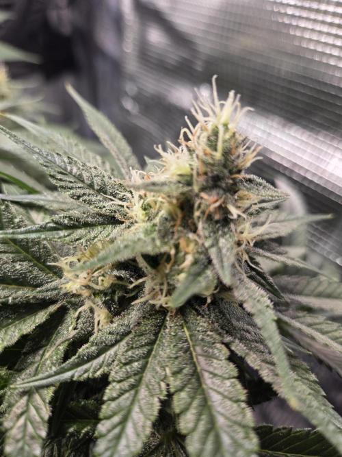 Royal Special Queen the First. Week 14