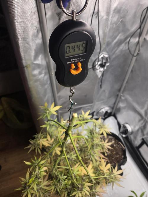 Purple Royalty 👑. Week 9