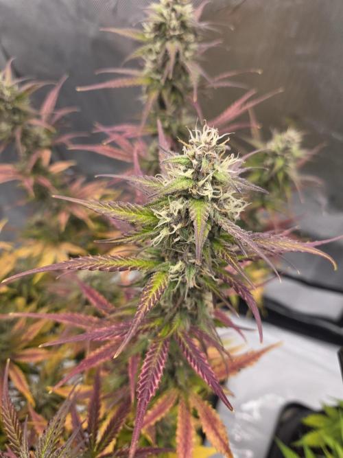 Purple Royalty 👑. Week 9