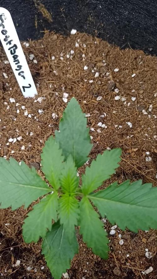 Frostbanger auto Fastbuds