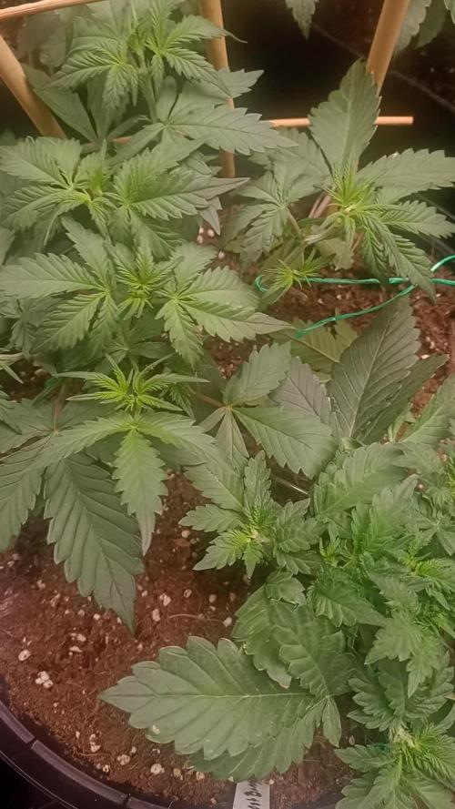 Frostbanger auto Fastbuds
