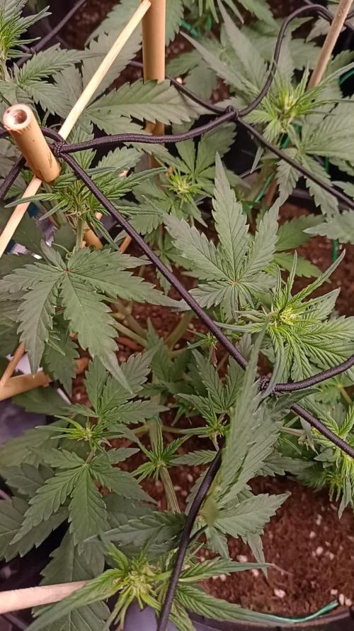 Frostbanger auto Fastbuds