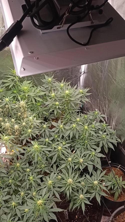 Frostbanger auto Fastbuds