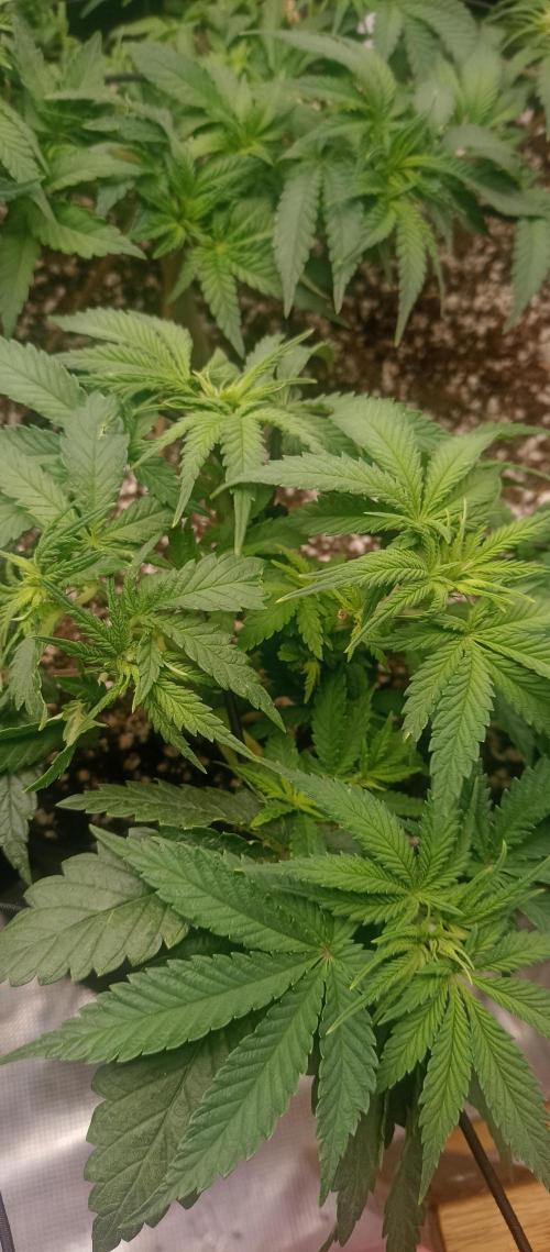 Blackberry Gum by seedstockers. Week 6