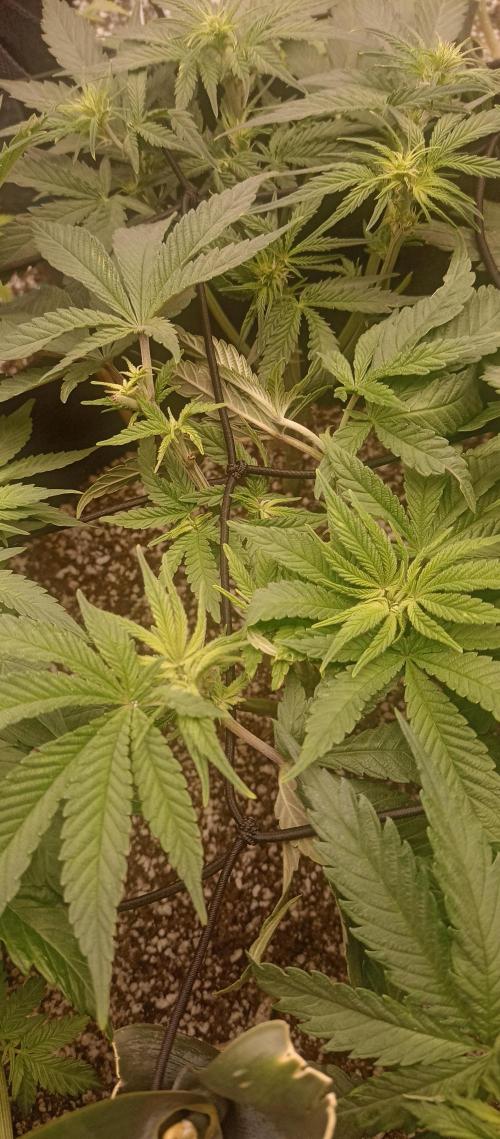 Blackberry Gum by seedstockers. Week 6