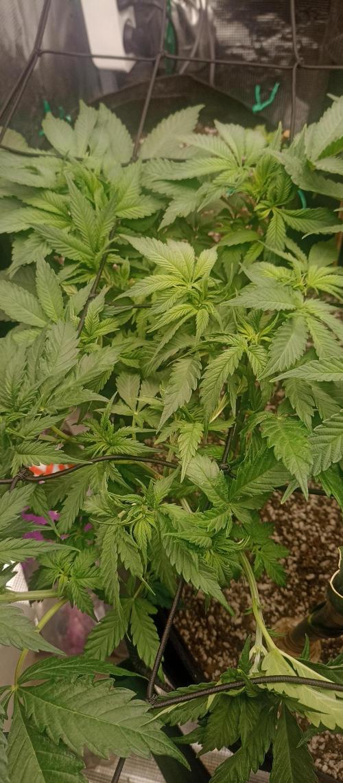 Blackberry Gum by seedstockers. Week 6