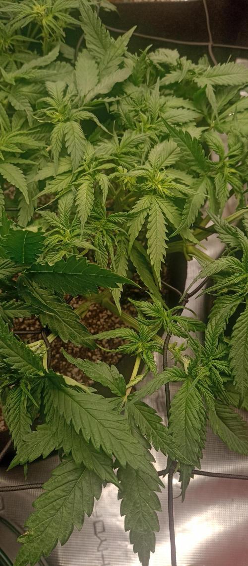 Blackberry Gum by seedstockers. Week 6