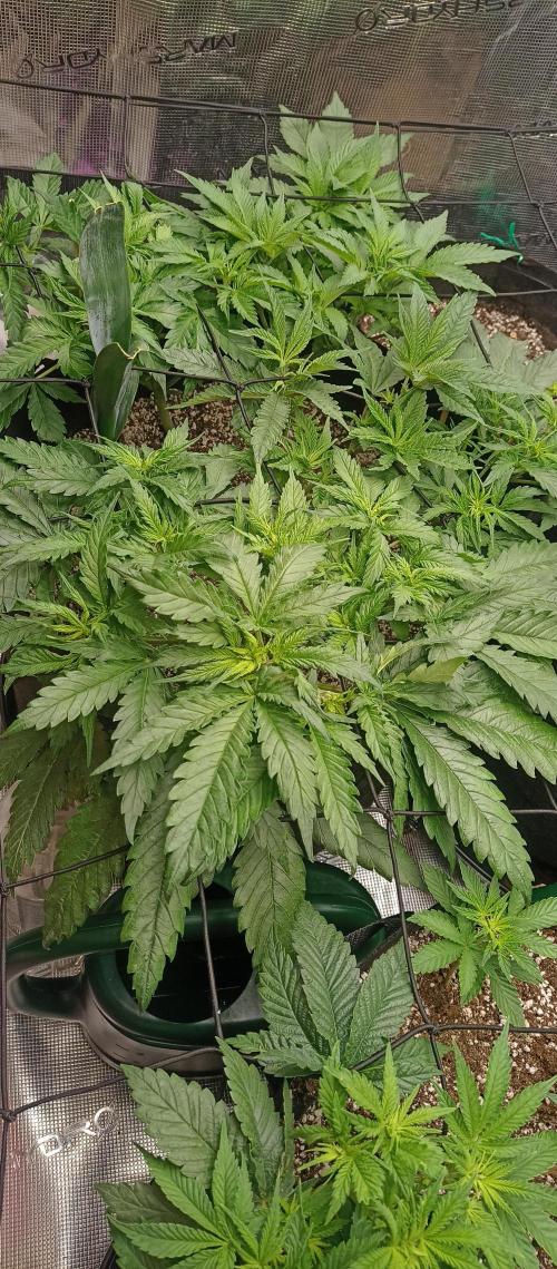 Blackberry Gum by seedstockers. Week 6