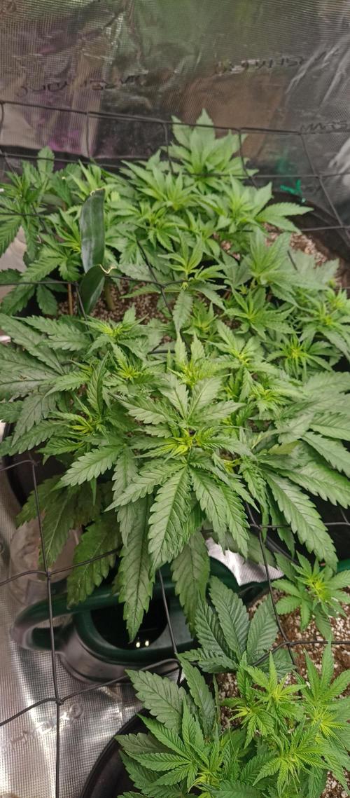 Blackberry Gum by seedstockers. Week 6