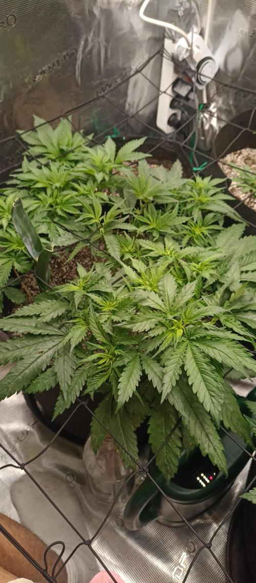 Blackberry Gum by seedstockers. Week 6