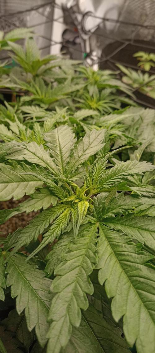 Blackberry Gum by seedstockers. Week 6