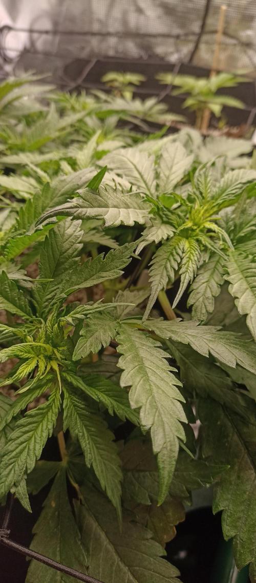 Blackberry Gum by seedstockers. Week 6