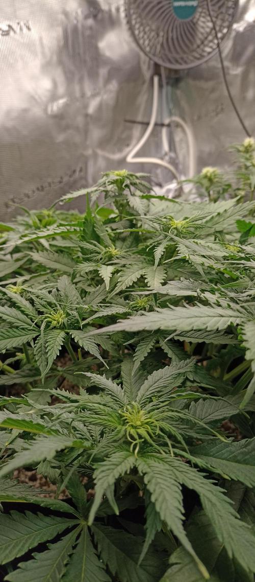 Blackberry Gum by seedstockers. Week 7